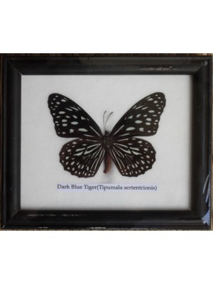 Real Single Dark Blue Tiger Butterflies Taxidermy in Frame