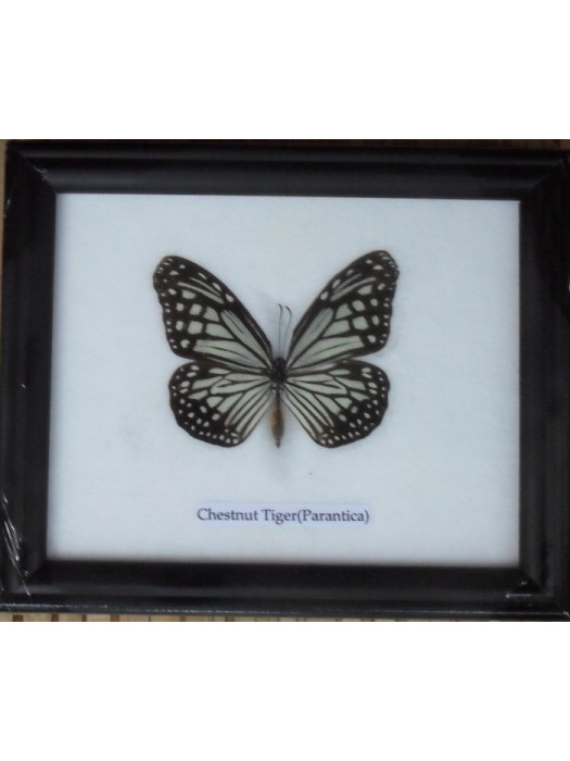 Real Single Chestnut Tiger Butterfly Taxidermy in Frame