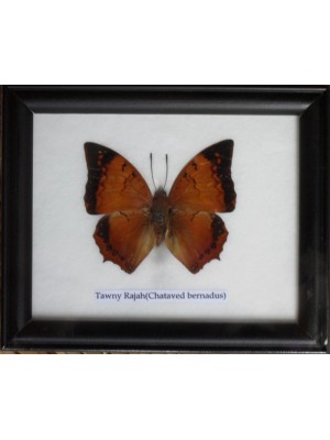 Real Single Tawny Rajah Butterfly Taxidermy in Frame
