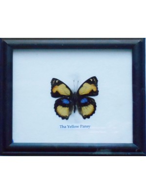 Real Single Yellow Pansy Butterfly Taxidermy in Frame