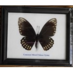 Real Single Common mine Butterflies Taxidermy in Frame