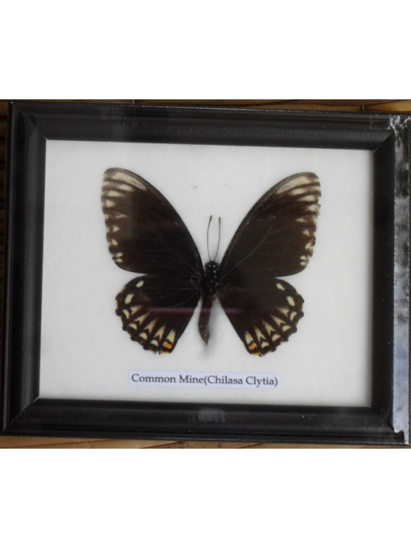 FRAMED REAL BEAUTIFUL TAWNY RAJAH SWORDTAIL BUTTERFLY DISPLAY INSECT TAXIDERMY 