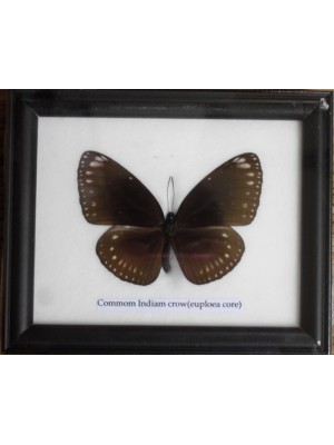Real Single Common Indian Crow Butterfly Taxidermy in Frame