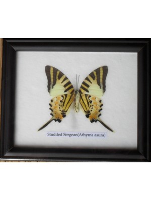 Real Single Studded Sergeant Butterflies Taxidermy in Frame