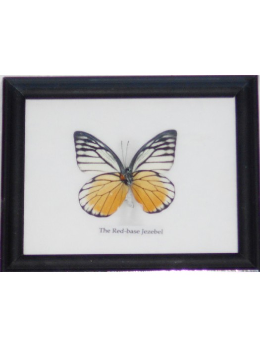Real Single Lime butterfly Taxidermy in Frame