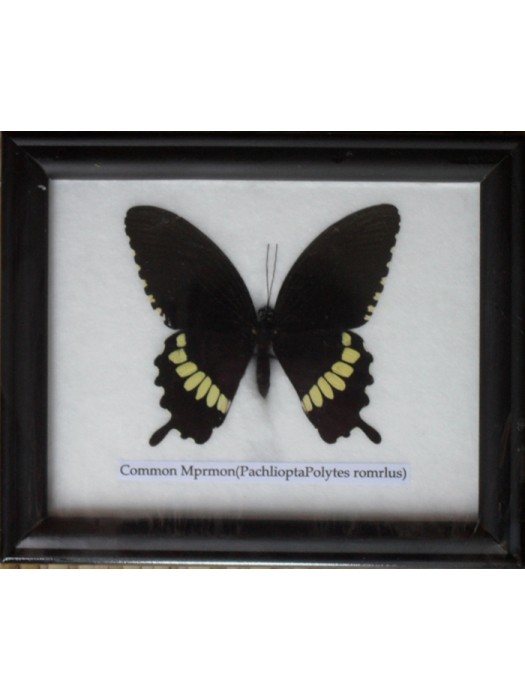 Real Single Common Mormon Butterfly Taxidermy in Frame
