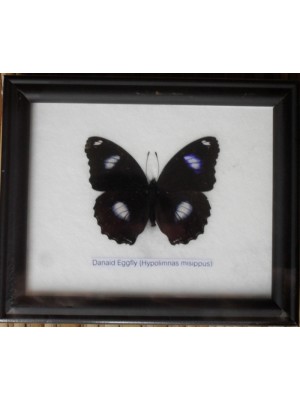 Real Single eggfly Butterflies Taxidermy in Frame