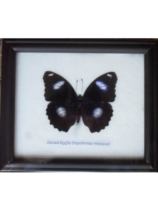 Real Single Danaid Eggfly Butterfly Taxidermy in Frame