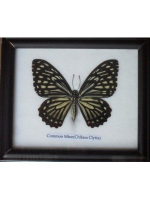 Real Single Common mine Butterflies Taxidermy in Frame