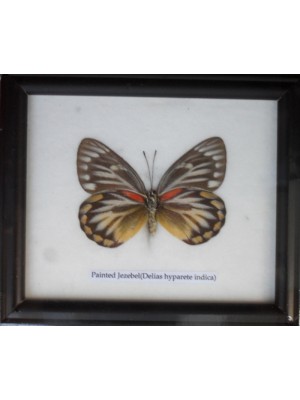 Real Single Painted Jezebel Butterflies Taxidermy in Frame