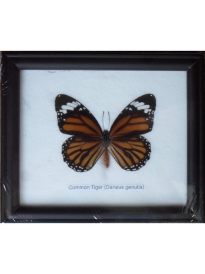 Real Single Common Tiger Butterflies Taxidermy in Frame