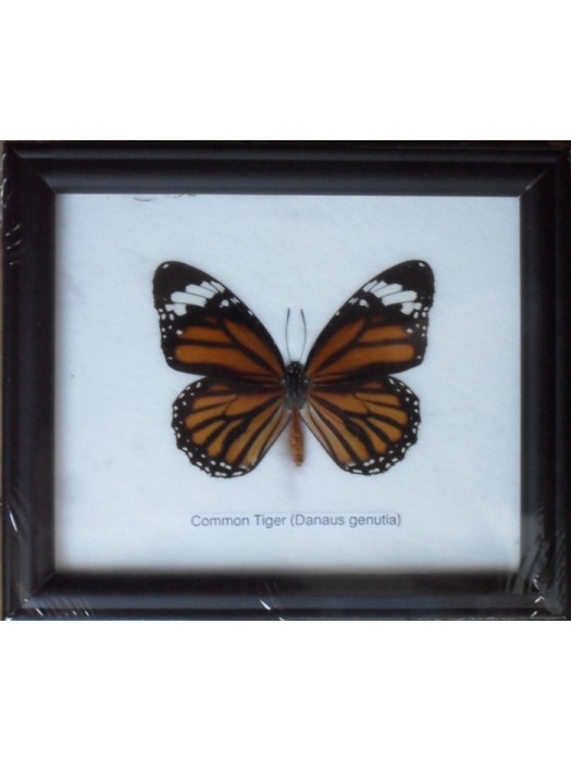 Real Single Common Tiger Butterflies Taxidermy in Frame