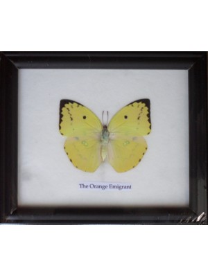 Real Single The Orange Emigrant Butterflies Taxidermy in Frame