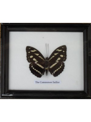 Real Single The Common Sailor Butterfly Taxidermy in Frame