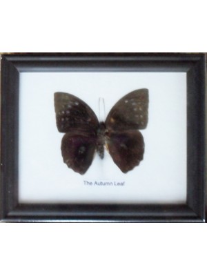 Real Single The Autumn Leaf Butterflies Taxidermy in Frame