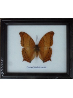 Real Single Cruiser Butterfly Taxidermy in Frame