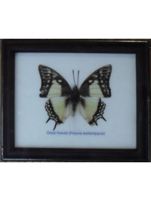 Real Single Great Nawab Butterfly Taxidermy in Frame