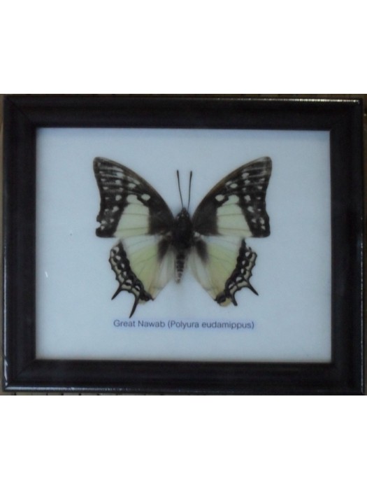 Real Single Great Nawab Butterfly Taxidermy in Frame