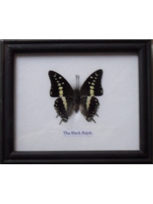 Real Single Black Rajah Butterfly Butterfly Taxidermy in Frame