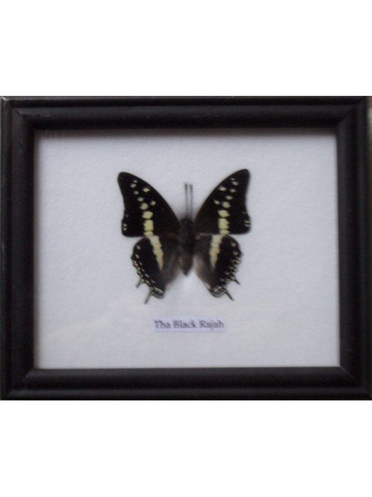 Real Single Black Rajah Butterfly Butterfly Taxidermy in Frame