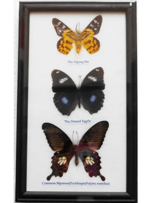 Real 3 Butterflies Wall Decor Housewares Collectible TAXIDERMY Framed