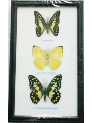 Real 3 Butterflies Wall Decor Housewares Collectible TAXIDERMY Framed