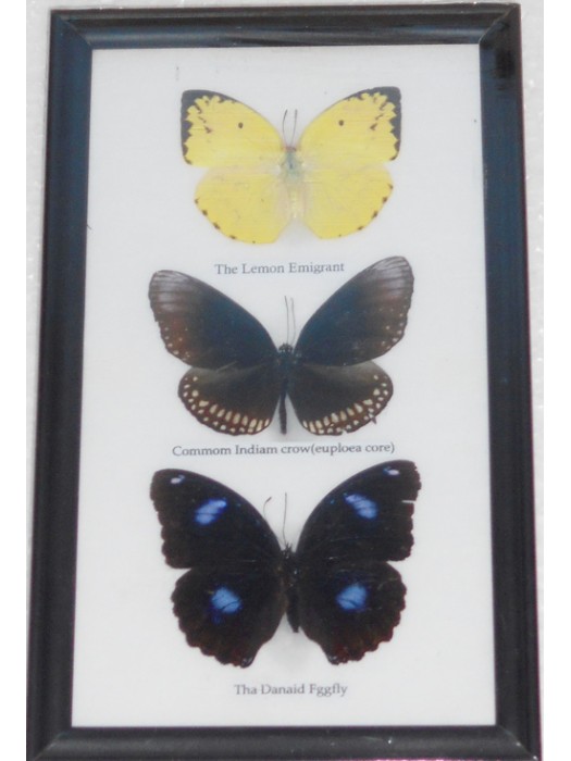 Real 3 Butterflies Wall Decor Housewares Collectible TAXIDERMY Framed