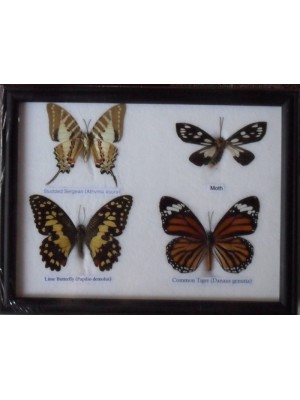 REAL 4 BEAUTIFUL BUTTERFLY Taxidermy Framed 