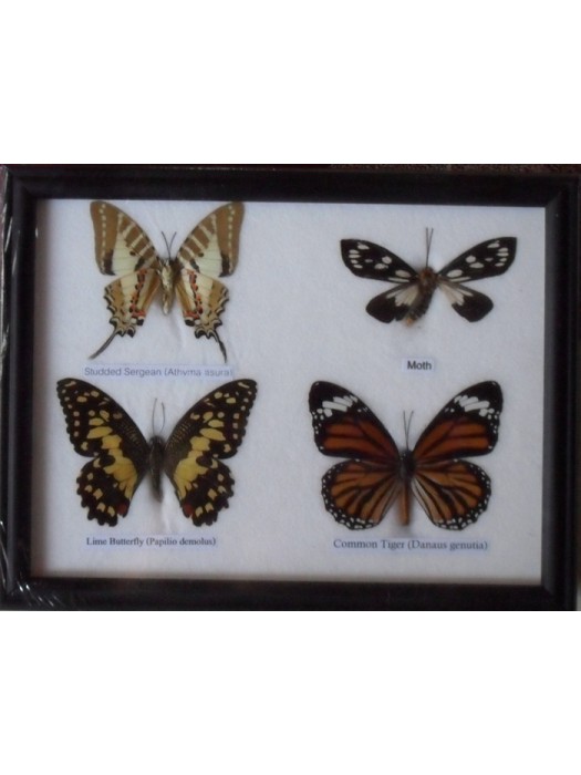 REAL 4 BEAUTIFUL BUTTERFLY Taxidermy Framed 