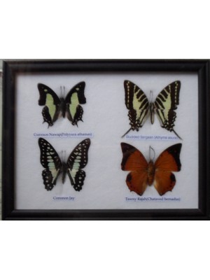 REAL 4 BEAUTIFUL BUTTERFLY Taxidermy Framed 