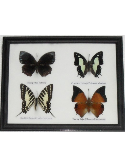 REAL 4 BEAUTIFUL BUTTERFLY Taxidermy Framed 