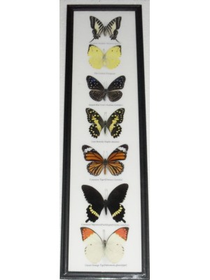 7 Real Butterfly Vertical Collection Taxidermy Frames