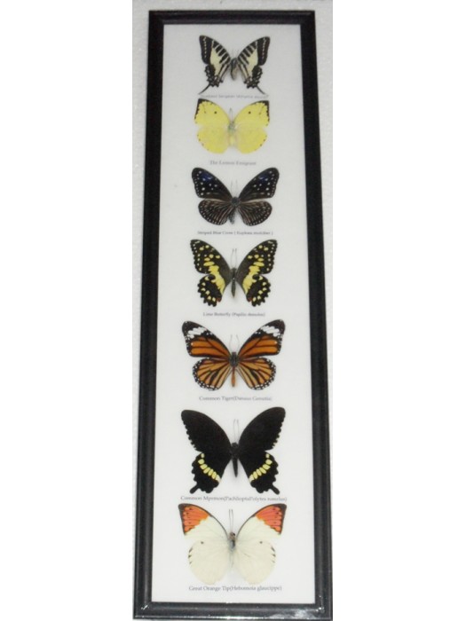 7 Real Butterfly Vertical Collection Taxidermy Frames