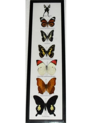 7 Real Butterfly Vertical Collection Taxidermy Frames