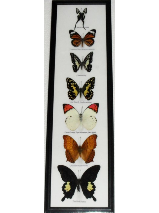 7 Real Butterfly Vertical Collection Taxidermy Frames