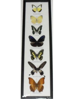 7 Real Butterfly Vertical Collection Taxidermy Frames