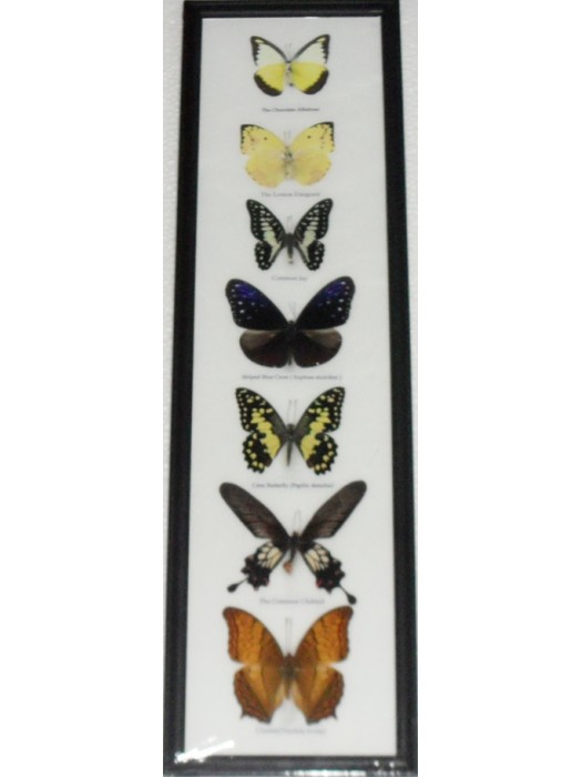 7 Real Butterfly Vertical Collection Taxidermy Frames