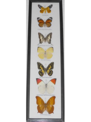 7 Real Butterfly Vertical Collection Taxidermy Frames