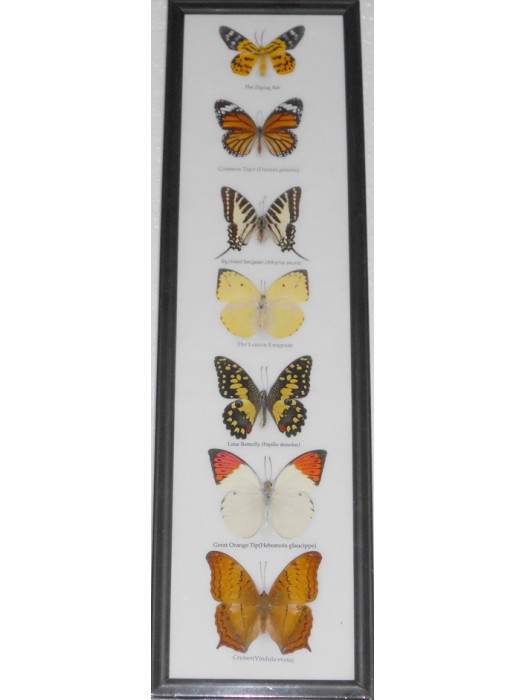 7 Real Butterfly Vertical Collection Taxidermy Frames