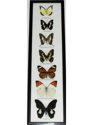 7 Real Butterfly Vertical Collection Taxidermy Frames