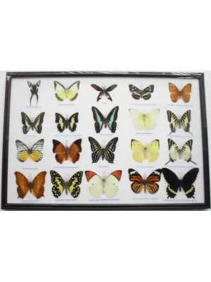 REAL 20 MIX BUTTERFLIES Collection Taxidermy Framed