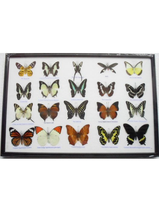 REAL 20 MIX BUTTERFLIES Collection Taxidermy Framed