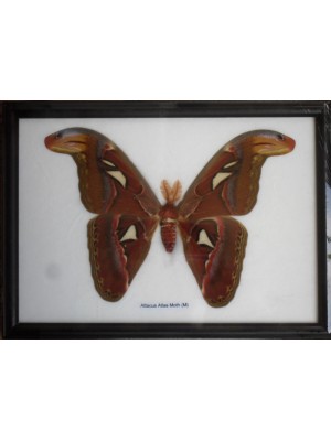 Real Attacus Atlas Moths(M) Butterfly Insect Gift Taxidermy in frame 