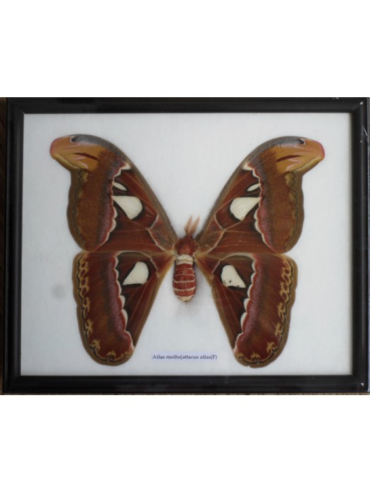 Real The Atlas Moths(F) Butterfly Insect Gift Taxidermy in frame