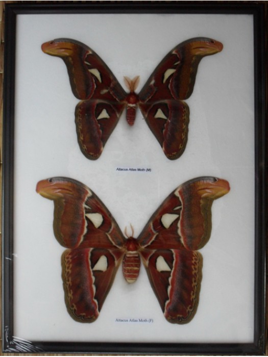 Real Attacus Atlas Moths(M & F) Butterfly Insect Taxidermy in frame 