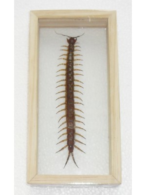 Real CENTIPEDE Insect Taxidermy Double Glass in Frame