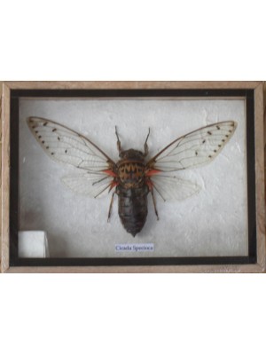 Real CICADA SPECIOSA Taxidermy in Wooden Box