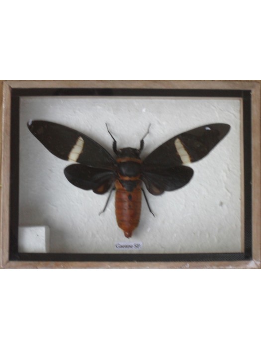 Real GAEANE SP CICADA Taxidermy in Wooden Box