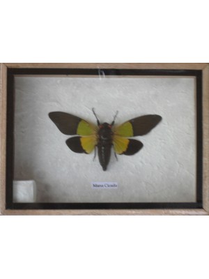 Real MANA CICADA Insect Taxidermy in Wooden Box