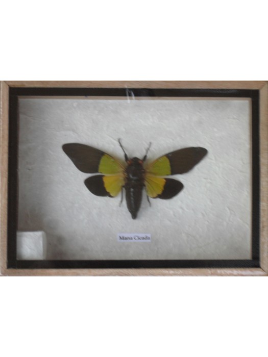 Real MANA CICADA Insect Taxidermy in Wooden Box